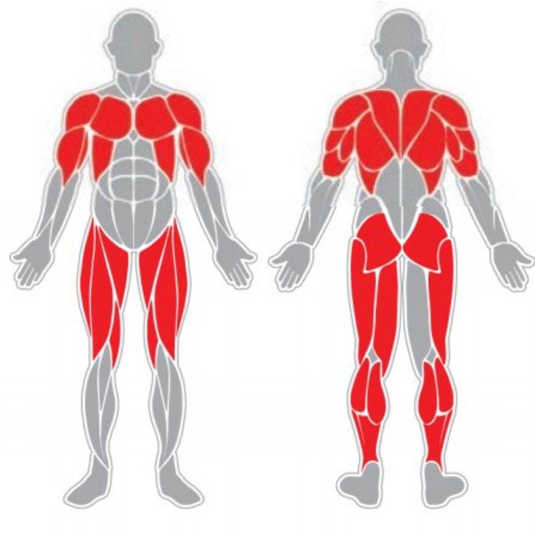 Pectorales de Pie - Hobby Market