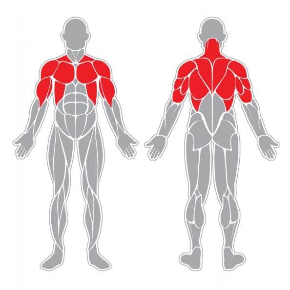 Pectorales y Brazos - Hobby Market