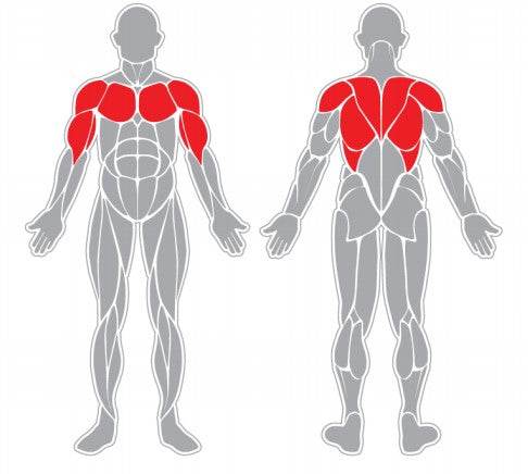 Pectorales y Brazos - Hobby Market