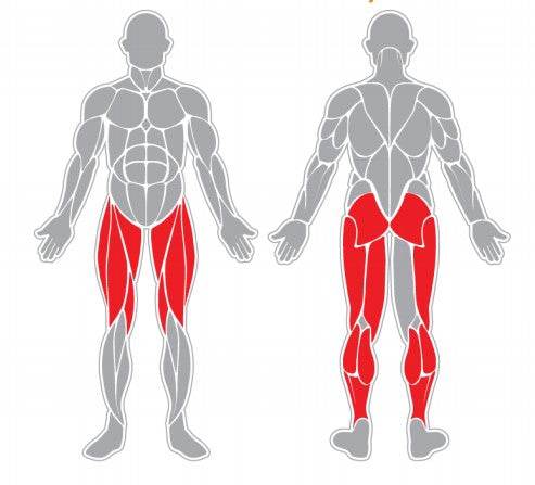 Femoral Sentado - Hobby Market