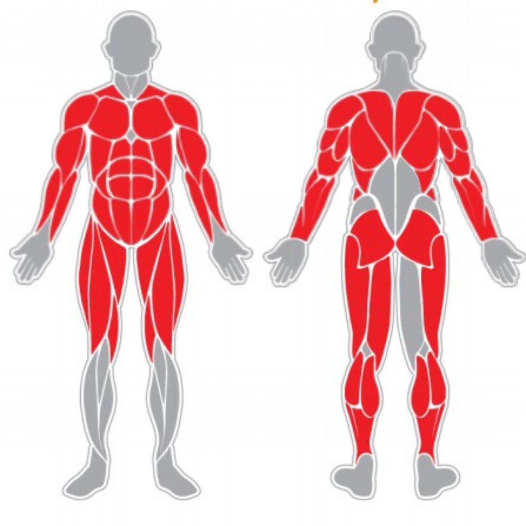 Dorsal - Hobby Market